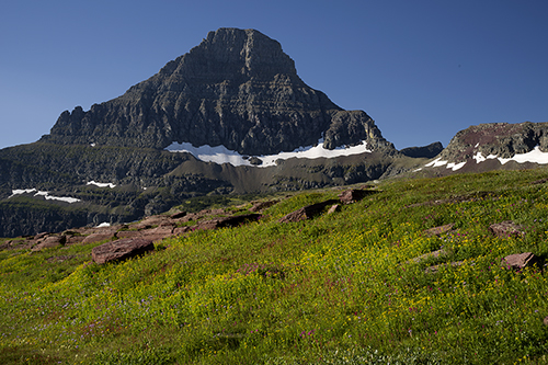 Reynolds Mountain and Alpine Flowers